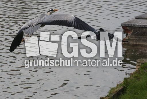 Graureiher-A 236.jpg